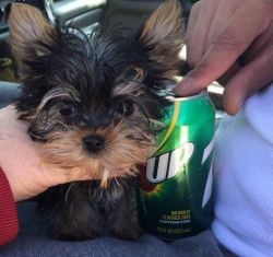 Yorkie Puppies both male nad female available