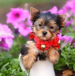 Gorgeous Male and Female Yorkie