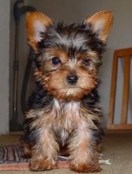 I am a Cute-Sweetest Ever LITTLE YORKIES