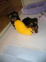 LOVELY YORKIE PUPPIES VERY SWEET