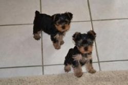 Playful Yorkie puppies Ready To Go