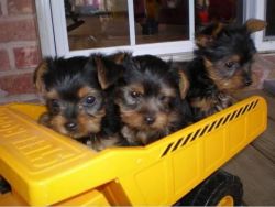 yorkle pups ready to go now!!