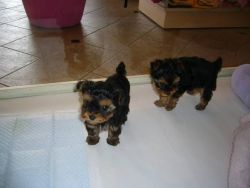 we have two Yorkie puppies for adoption