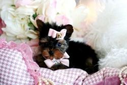 Chaming Yorkie Puppies For Adoption