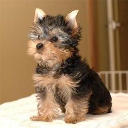 Affectionate Teacup Male and Female Yorkie