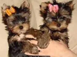 Two female and two male tiny yorkies
