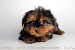 Jimmy the Yorkie puppy is the perfect cuddle size
