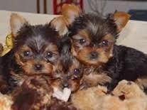 Yorkshire Terrier puppies for sale in california
