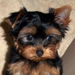 Yorkie babies!! boys and girls! teacup Sizes!