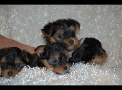 Gorgeous Yorkie puppies ready to go (8xx) xx7-xx13
