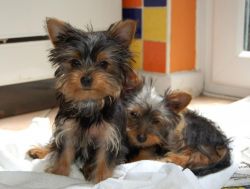 Affectionate Tcup Yorkie Puppies (xxx) xxx-xxx7