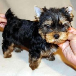 yorkie puppies for adoption