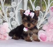 AKC Yorkie puppies puppies for adoption