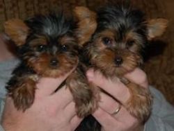 Your Dream Yorkshire Terrire Puppies