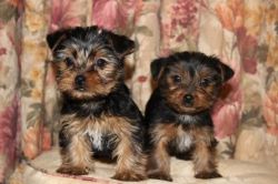 Your Dream Yorkshire Terrire Puppies