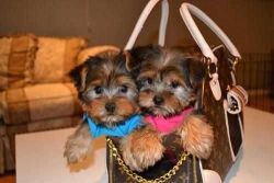Pretty Yorkie Puppies For Adoption