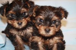 Trained Male and Female Yorkie Pups For Adoption
