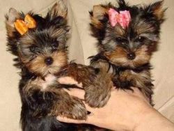 Nice male and female yorkie puppies for adoption