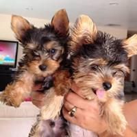 lovely teacup yorkie puppies for adoption