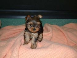 Super cute Affordable Yorkie Puppies