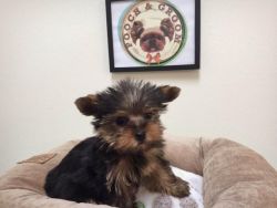 Yorkshire Terrier - Willow - Female