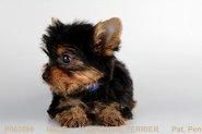 Our Male Yorkie Puppy!