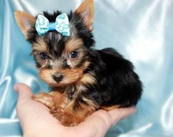 Angelic Yorkie Puppies For Adoption.