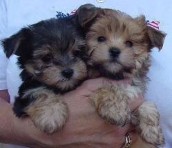 Angelic Yorkie Puppies For Adoption.