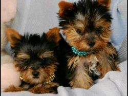 Gorgeous Male and Female Yorkie