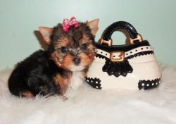 Full Breed Tea Cup Yorkshire Terrier Puppies
