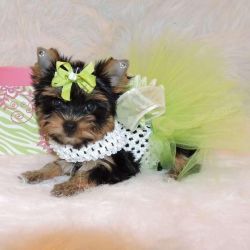 Affordable Teacup Yorkie pups