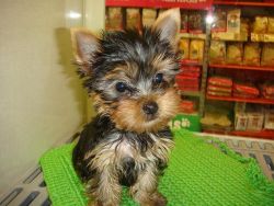 Female Yorkie Puppy for Rehome