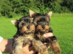 Gorgeous T-cup Yorkie Puppies for New Families