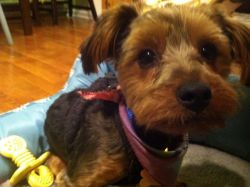 Eight month old Yorkie for sale!