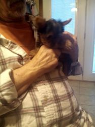 ckc small yorkie puppy for sale