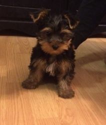 Healthy Male And Female Yorkshire Terrier Puppies
