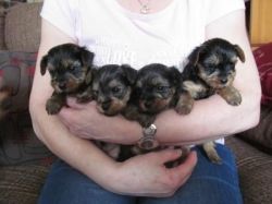 beautiful Yorkshire Terrier Puppies.
