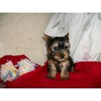 kdjdk jovial and cute yorkie puppies for sale.
