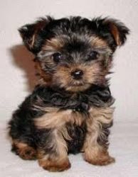 Akc Toy Yorkie Male And Female