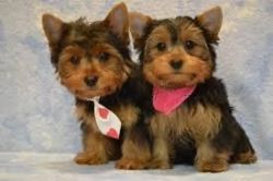 Two Male Yorkie Pups (xxx) xxx-xxx3