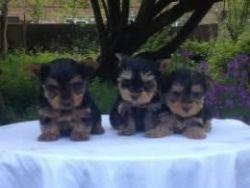 Miniature Type Yorkshire Terrier Puppies