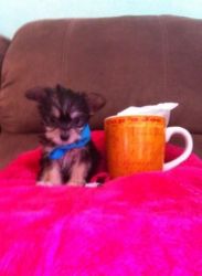 Yorkshire Terrier pup for free adoption