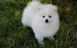 Free Pomeranians Puppies contact now