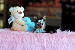 Charming and adorable yorkie puppies available .