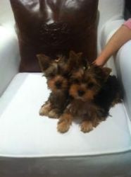 healthy yorkie puppies ready to go ...