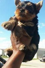Beautiful tiny Yorkshire Terrier puppies for sale.
