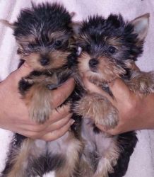Yorkie pups for sale
