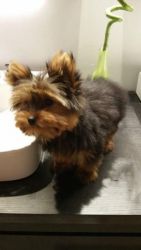 Adorable Yorkie Puppies for Sale