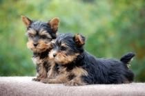 Adorable Female Teacup Yorkie Puppy Available