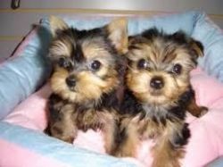 Two Teacup Yorkie puppies ready for adoption